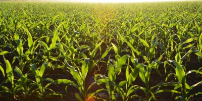 Novonesis fornece tecnologia que permite expansão da indústria de etanol de cereais para além do milho