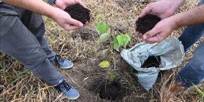 Carbon Free guia empresas para o caminho mais sustentável