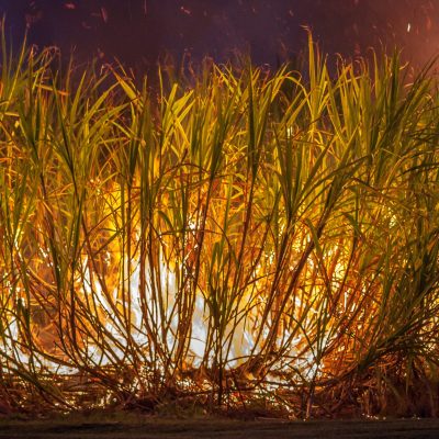 Incêndios alertam setor sucroenergético para novos desafios impostos pelas mudanças climáticas